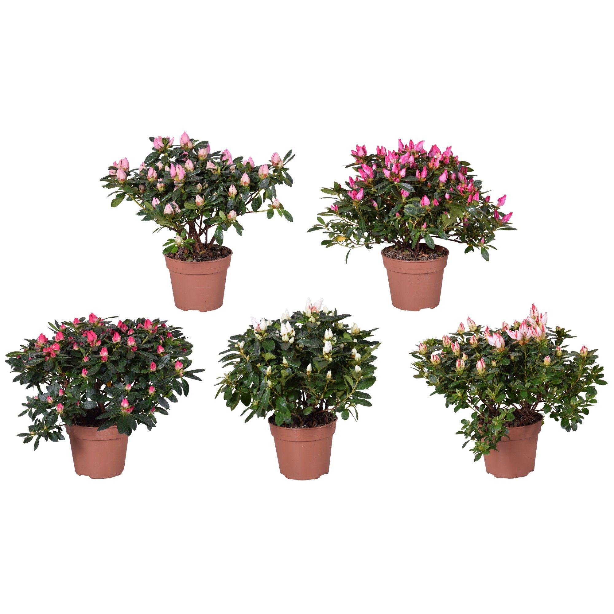 Горшечные цветы и растения оптом Azalea Mix Spring от 6шт из Голландии с доставкой по России