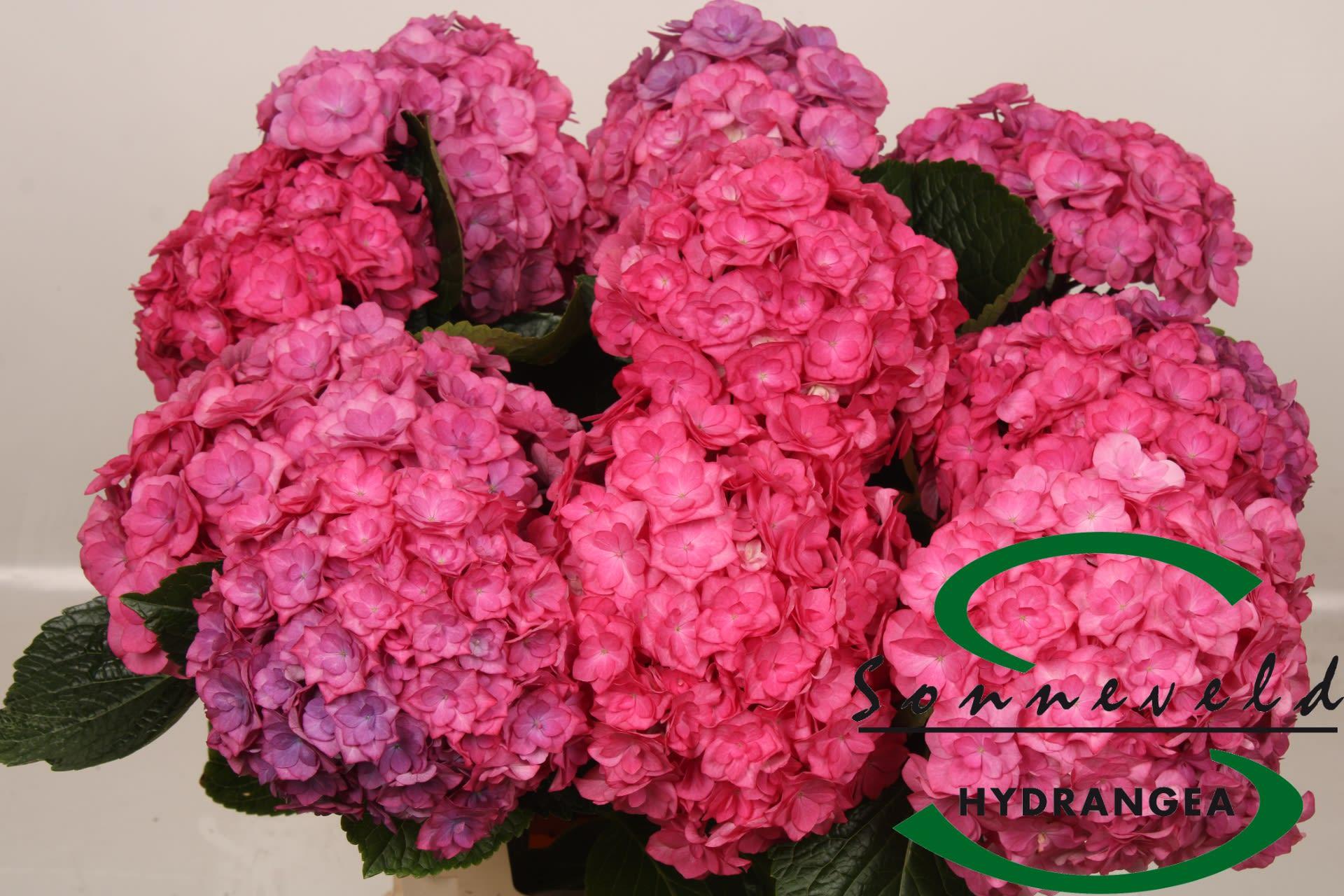 Срезанные цветы оптом Hydrangea royal anastasia от 10шт из Голландии с доставкой по России