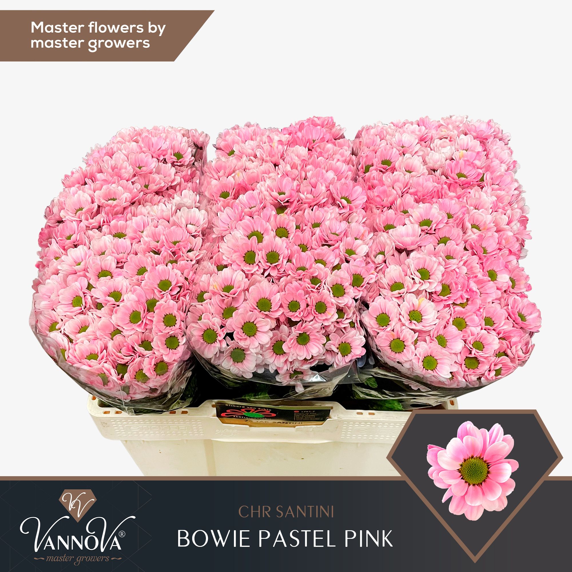Срезанные цветы оптом Chrys sa paint bowie pastel pink от 75шт из Голландии с доставкой по России