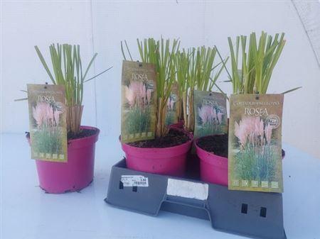 Горшечные цветы и растения оптом Corta Se Rosea от 5шт из Голландии с доставкой по России