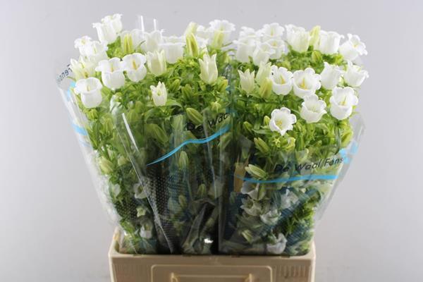 Срезанные цветы оптом Campanula medium champion white от 50шт из Голландии с доставкой по России