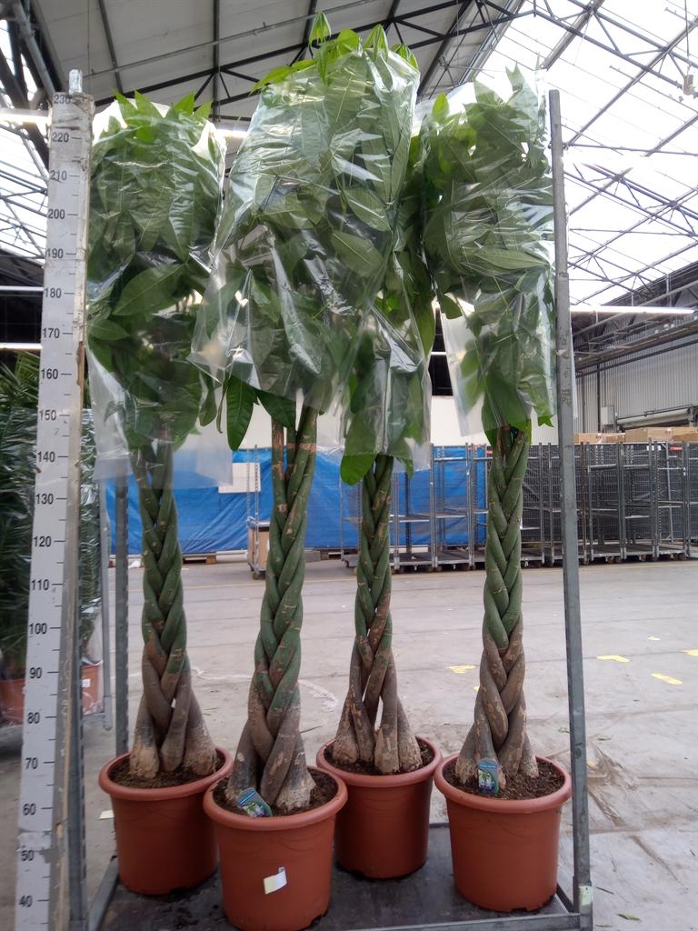 Горшечные цветы и растения оптом Pachira Aquatica от 1шт из Голландии с доставкой по России