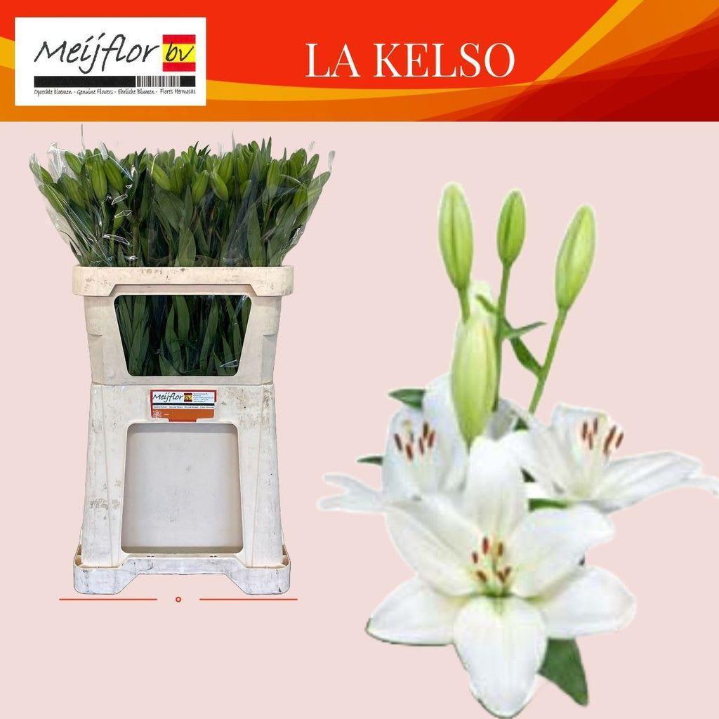 Срезанные цветы оптом Lilium la kelso от 60шт из Голландии с доставкой по России