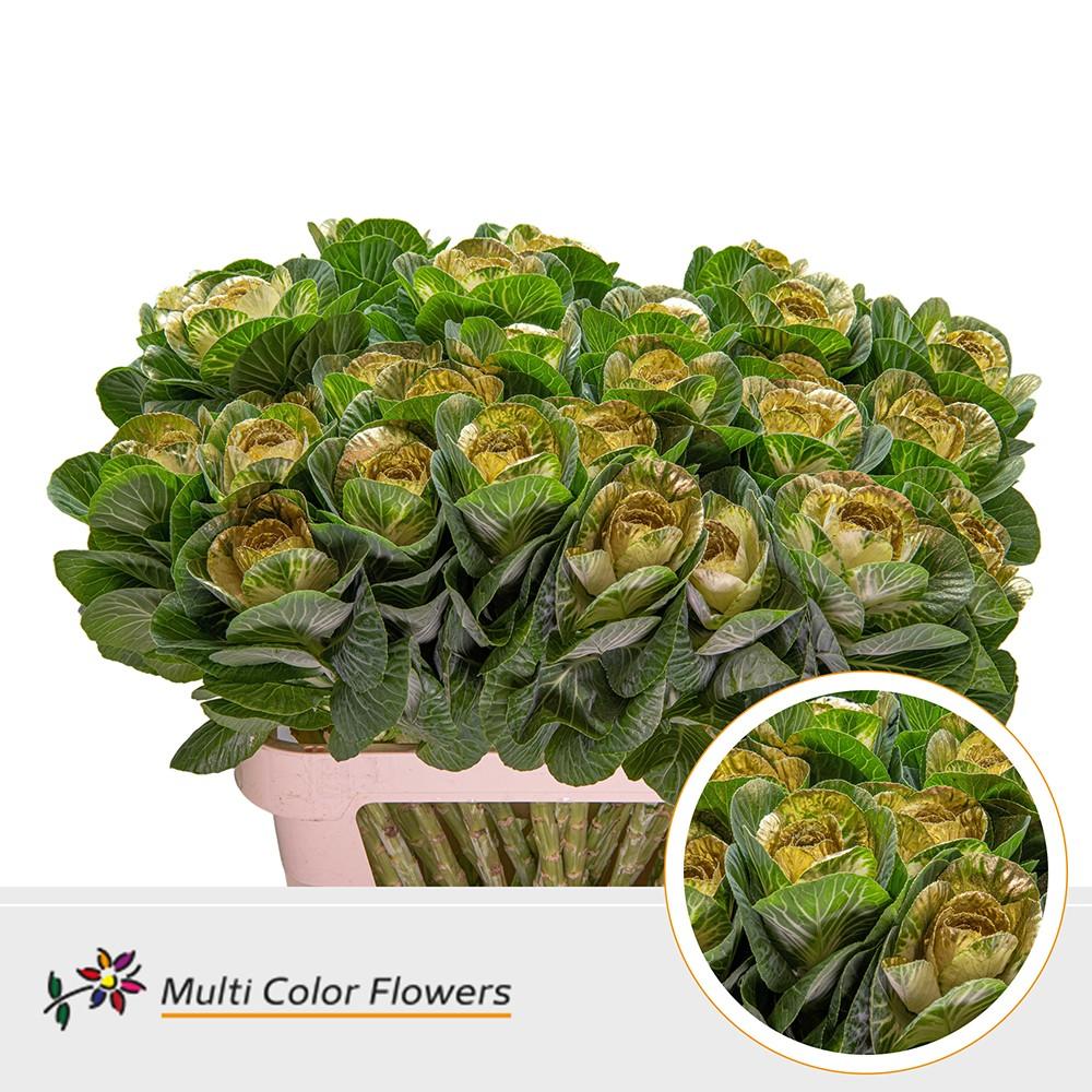 Срезанные цветы оптом Brassica paint naturel + gold eye от 30шт из Голландии с доставкой по России