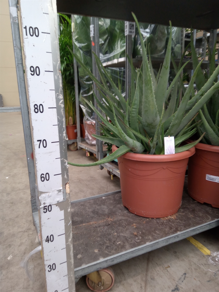Горшечные цветы и растения оптом Aloe Vera от 1шт из Голландии с доставкой по России