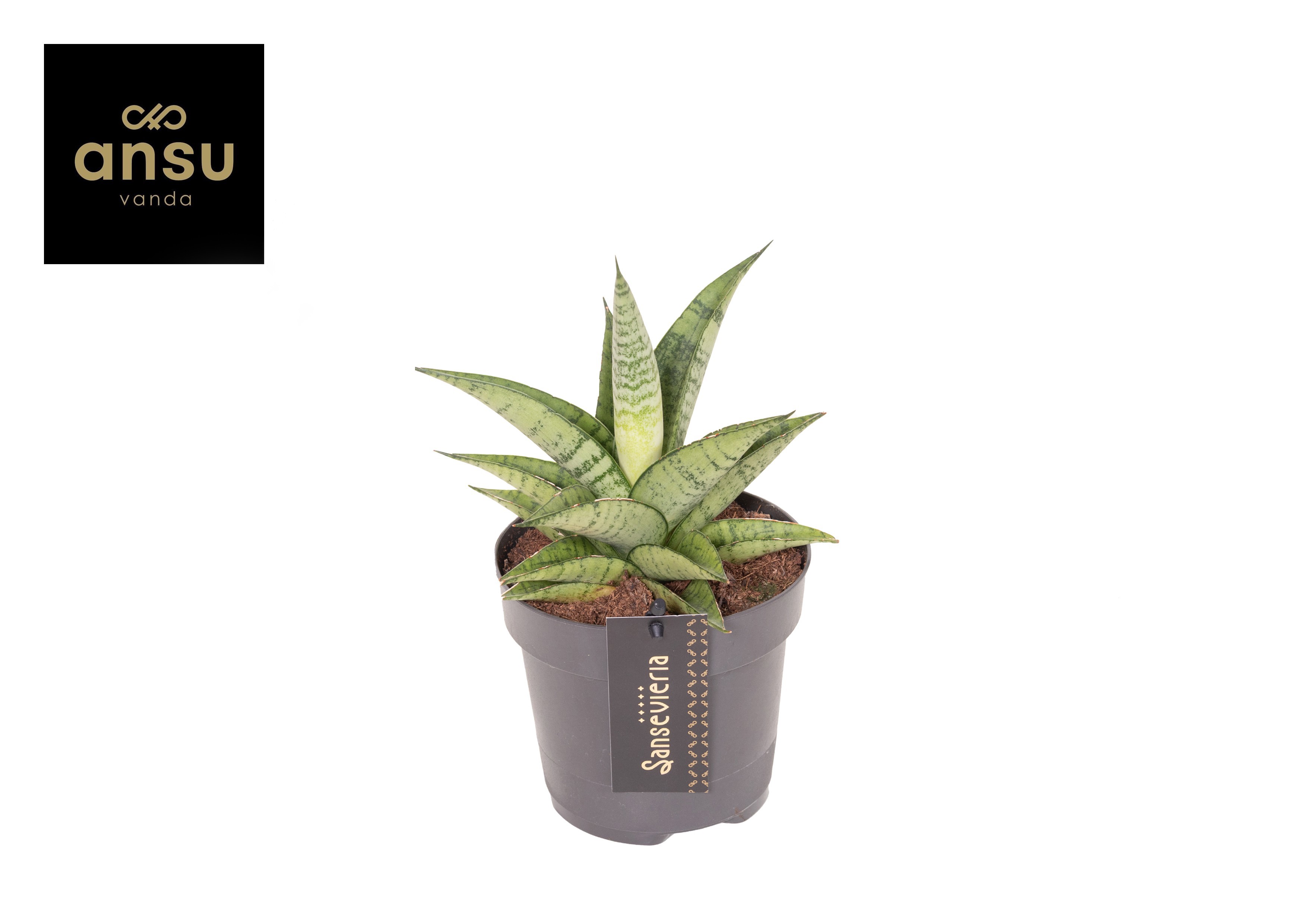 Горшечные цветы и растения оптом Sansevieria Star Mini Marble No. 2 от 10шт из Голландии с доставкой по России