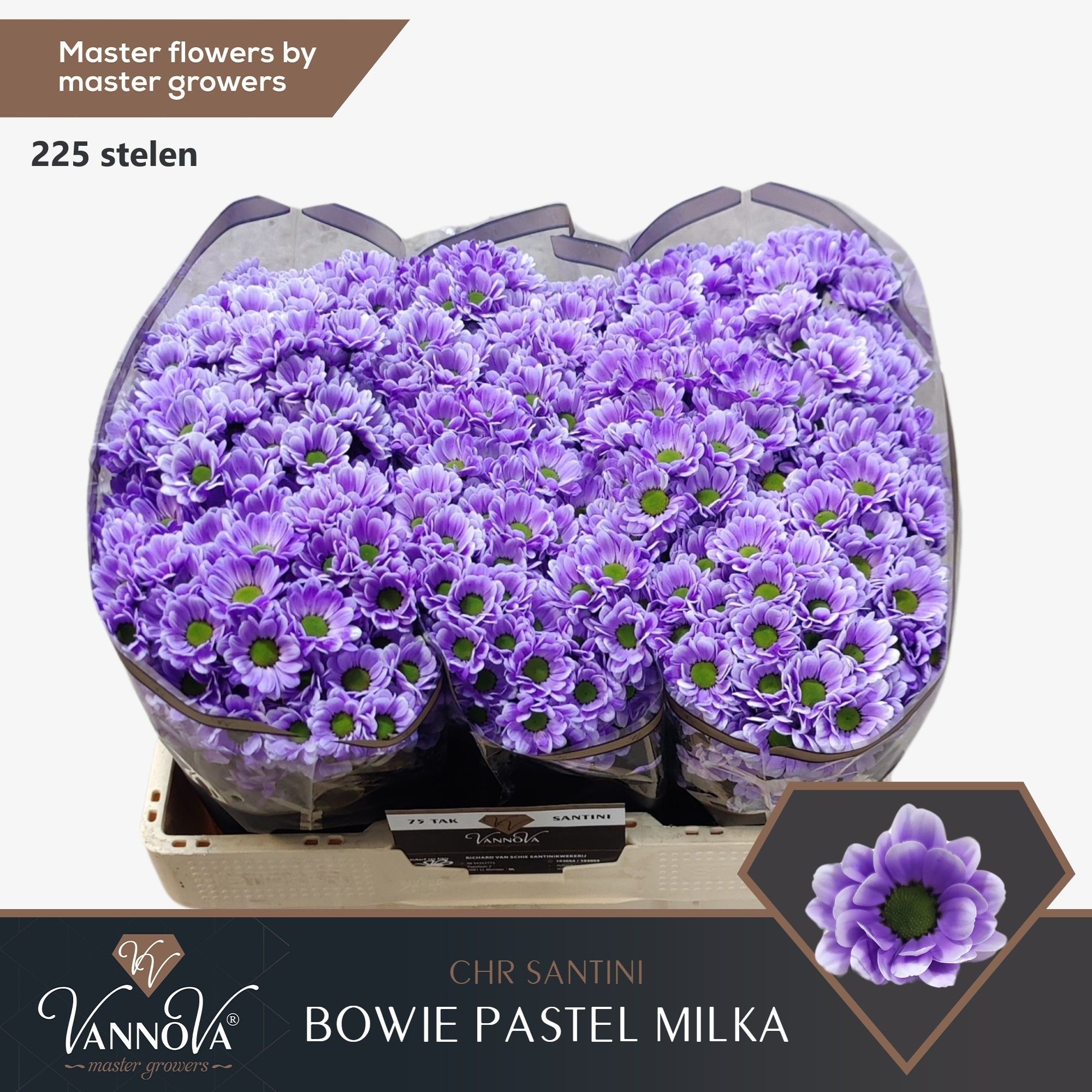 Срезанные цветы оптом Chrys sa paint bowie pastel milka от 75шт. из Голландии с доставкой по России
