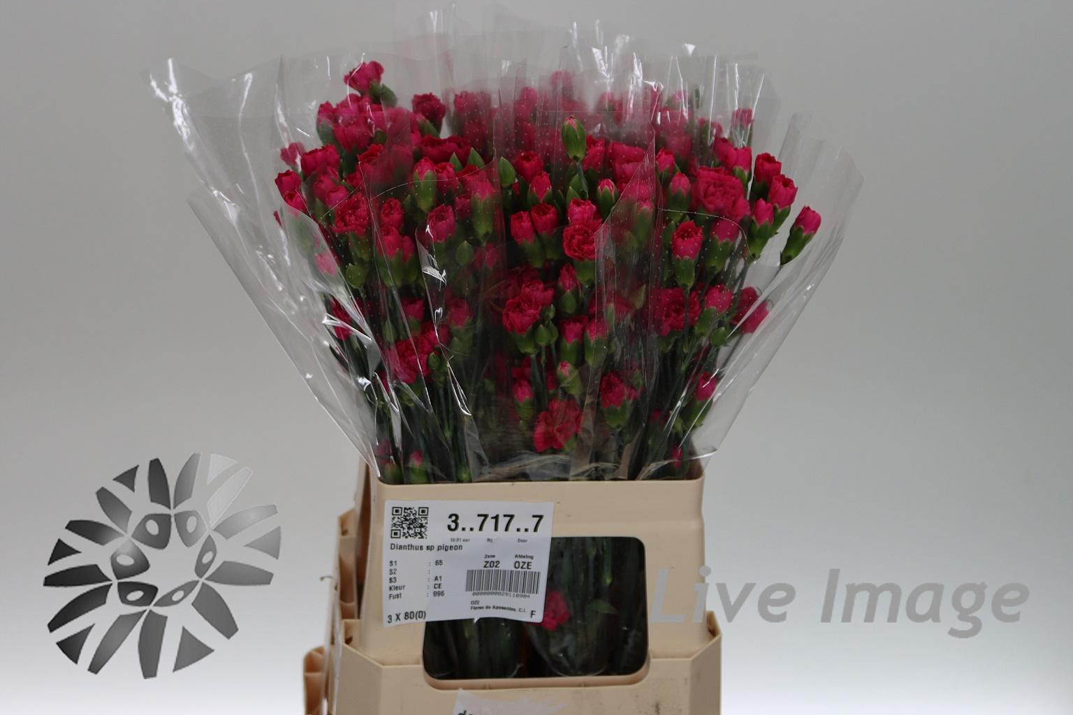 Срезанные цветы оптом Dianthus sp pigeon от 80шт из Голландии с доставкой по России