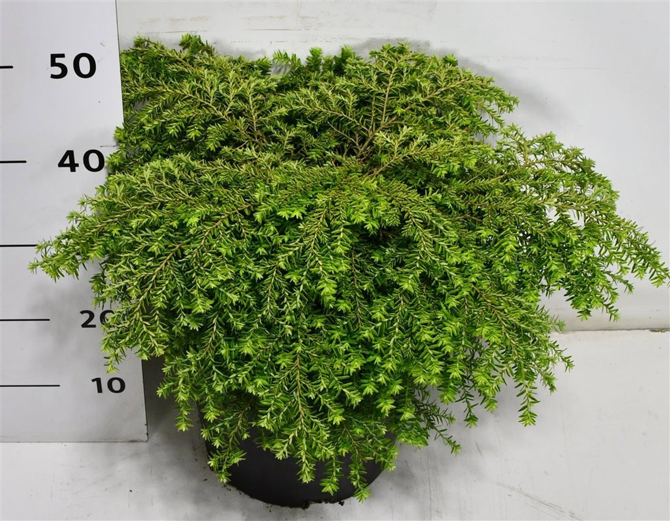 Горшечные цветы и растения оптом Tsuga Canadensis green Globe от 1шт из Голландии с доставкой по России