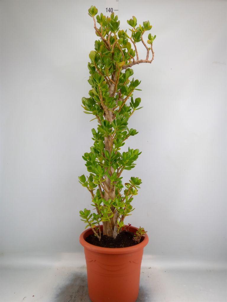 Горшечные цветы и растения оптом Crassula Ovata от 1шт из Голландии с доставкой по России