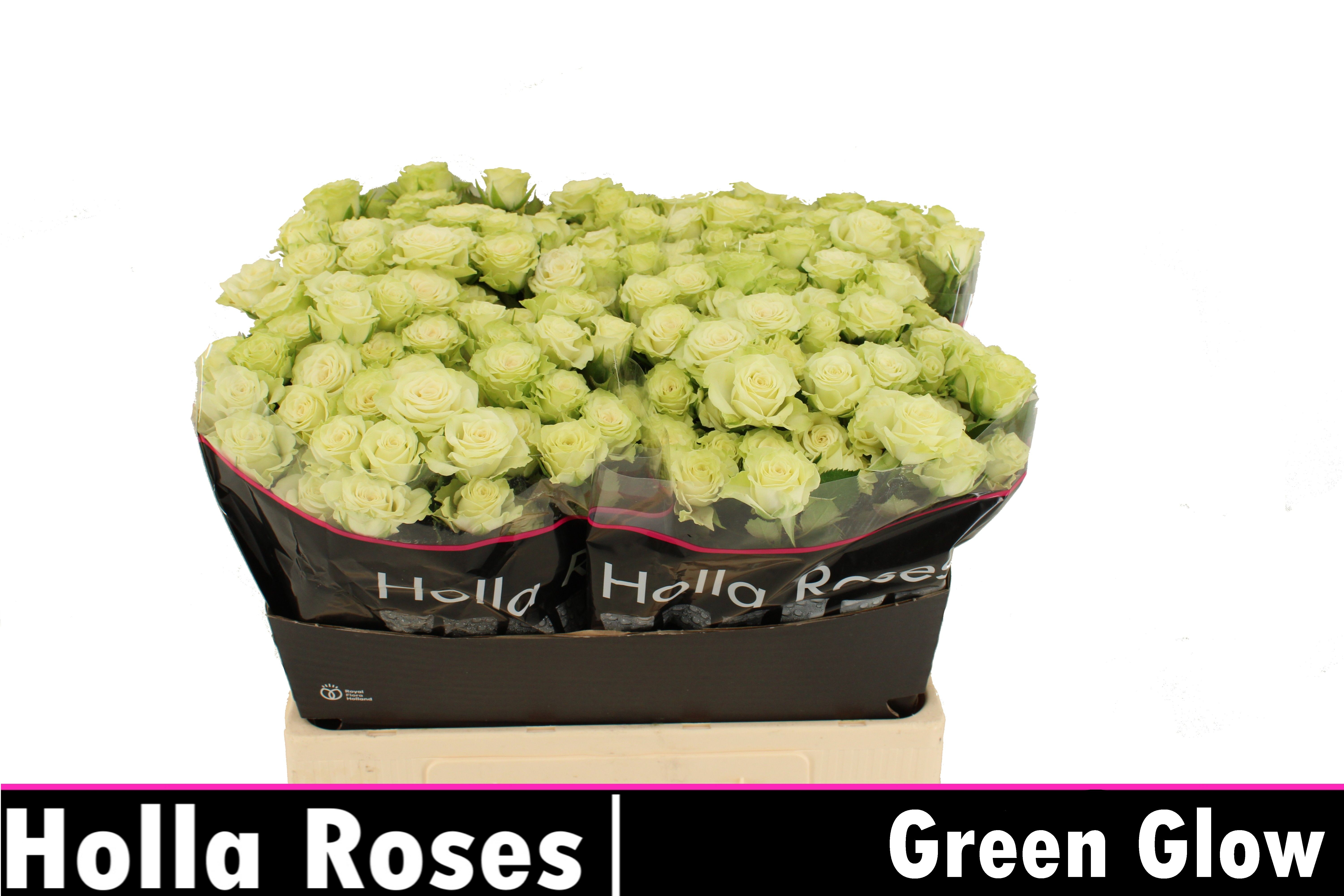 Срезанные цветы оптом Rosa sp green glow от 40шт из Голландии с доставкой по России