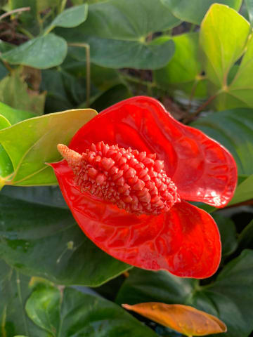 Срезанные цветы оптом Anthurium indiana magic от 12шт. из Голландии с доставкой по России