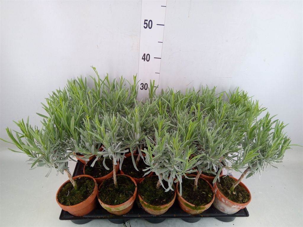 Горшечные цветы и растения оптом Lavandula Angus. от 14шт из Голландии с доставкой по России