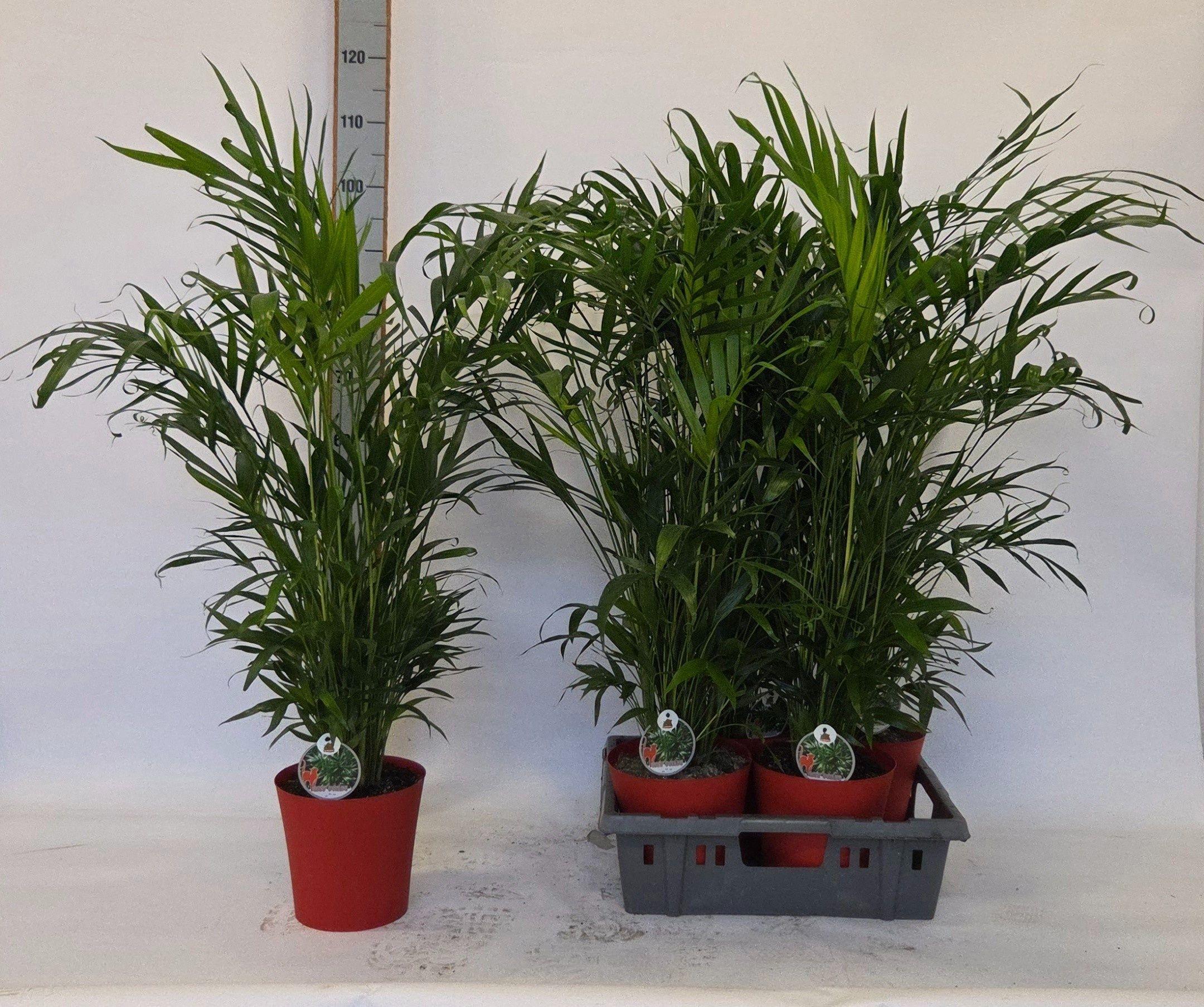 Горшечные цветы и растения оптом Chamaed Cataractarum от 4шт из Голландии с доставкой по России