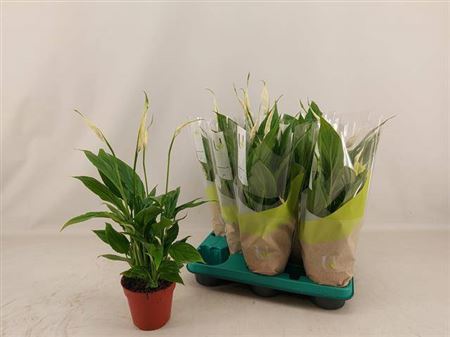 Горшечные цветы и растения оптом Spath Torelli 5+ от 8шт из Голландии с доставкой по России