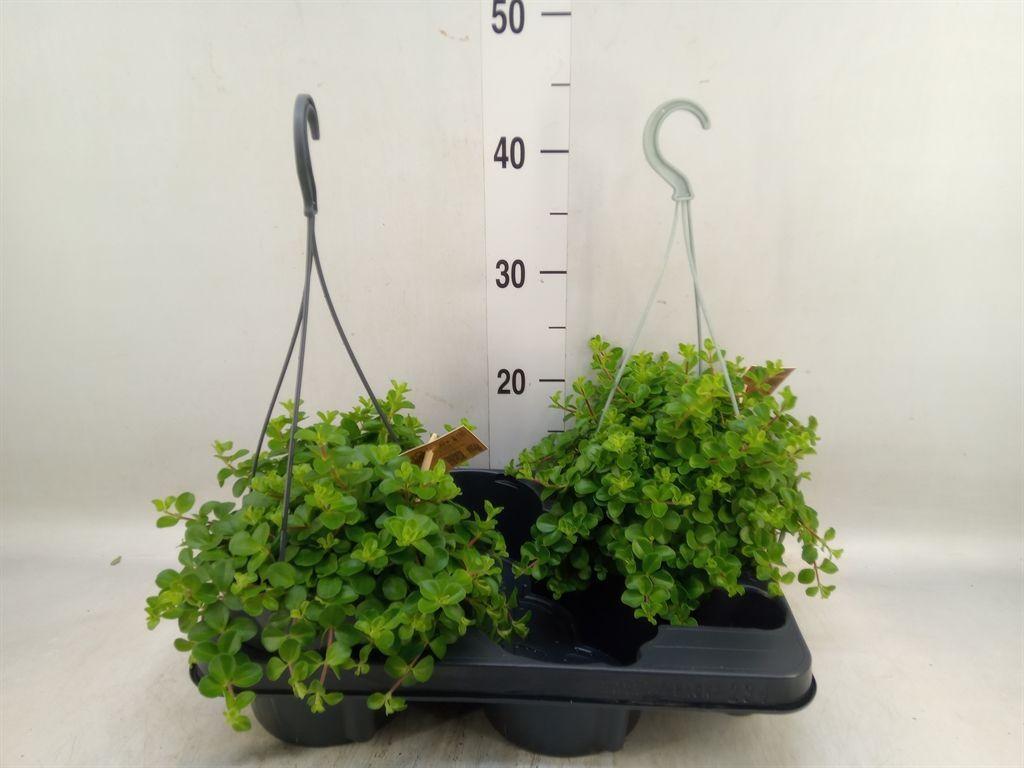 Горшечные цветы и растения оптом Peperomia Rotundifolia от 2шт из Голландии с доставкой по России