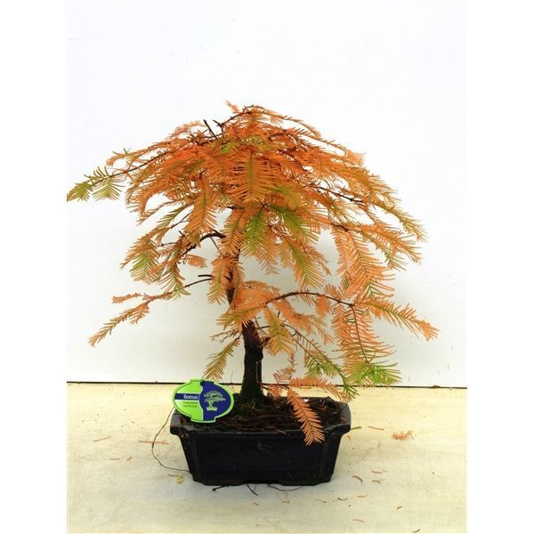 Горшечные цветы и растения оптом Bonsai Metasequoia Glyptostroboides 24 Cm Shape от 2шт из Голландии с доставкой по России