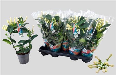 Горшечные цветы и растения оптом Steph Fl Ov 3-4 Tros от 9шт из Голландии с доставкой по России