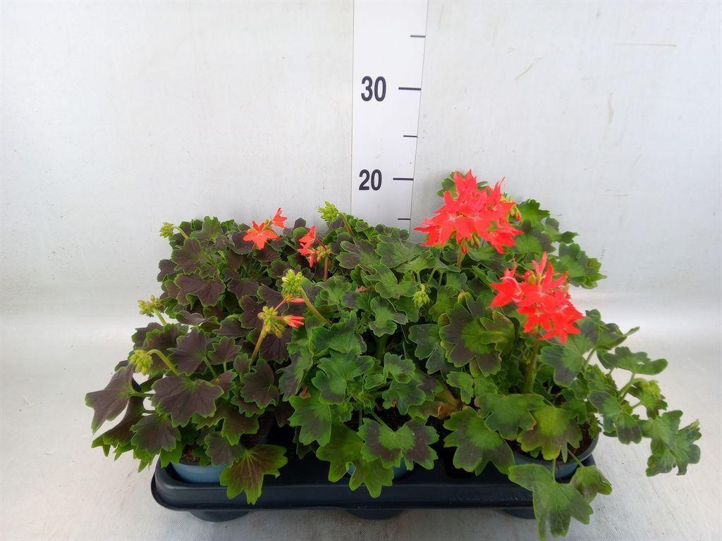 Горшечные цветы и растения оптом Pelargonium Zona.   ... от 8шт из Голландии с доставкой по России