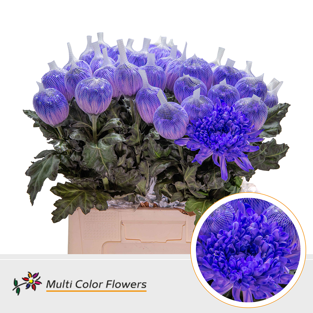 Срезанные цветы оптом Chrys bl paint antonov violet от 40шт. из Голландии с доставкой по России