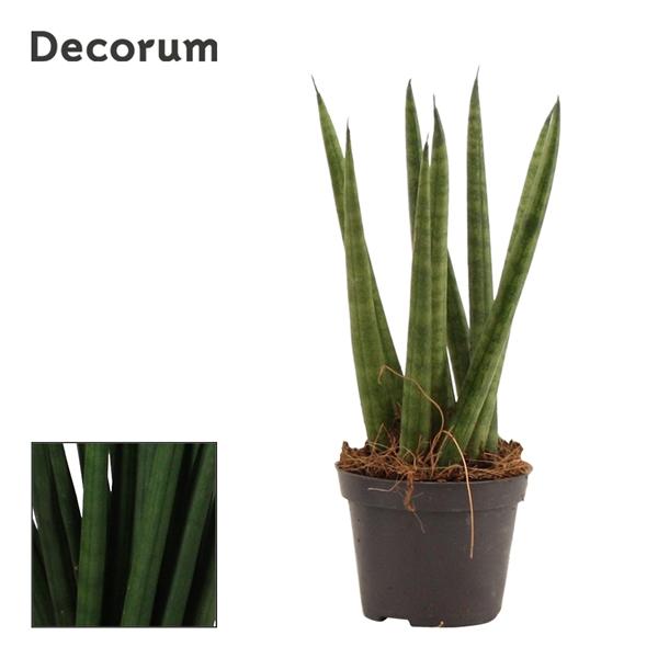 Горшечные цветы и растения оптом Sansevieria Cylindrica Spaghetti (decorum) от 14шт (для телеги) из Голландии с доставкой по России