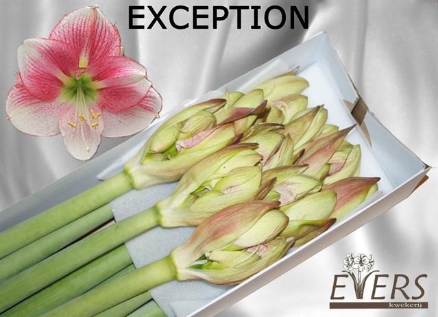 Срезанные цветы оптом Hippeastrum exception от 10шт из Голландии с доставкой по России