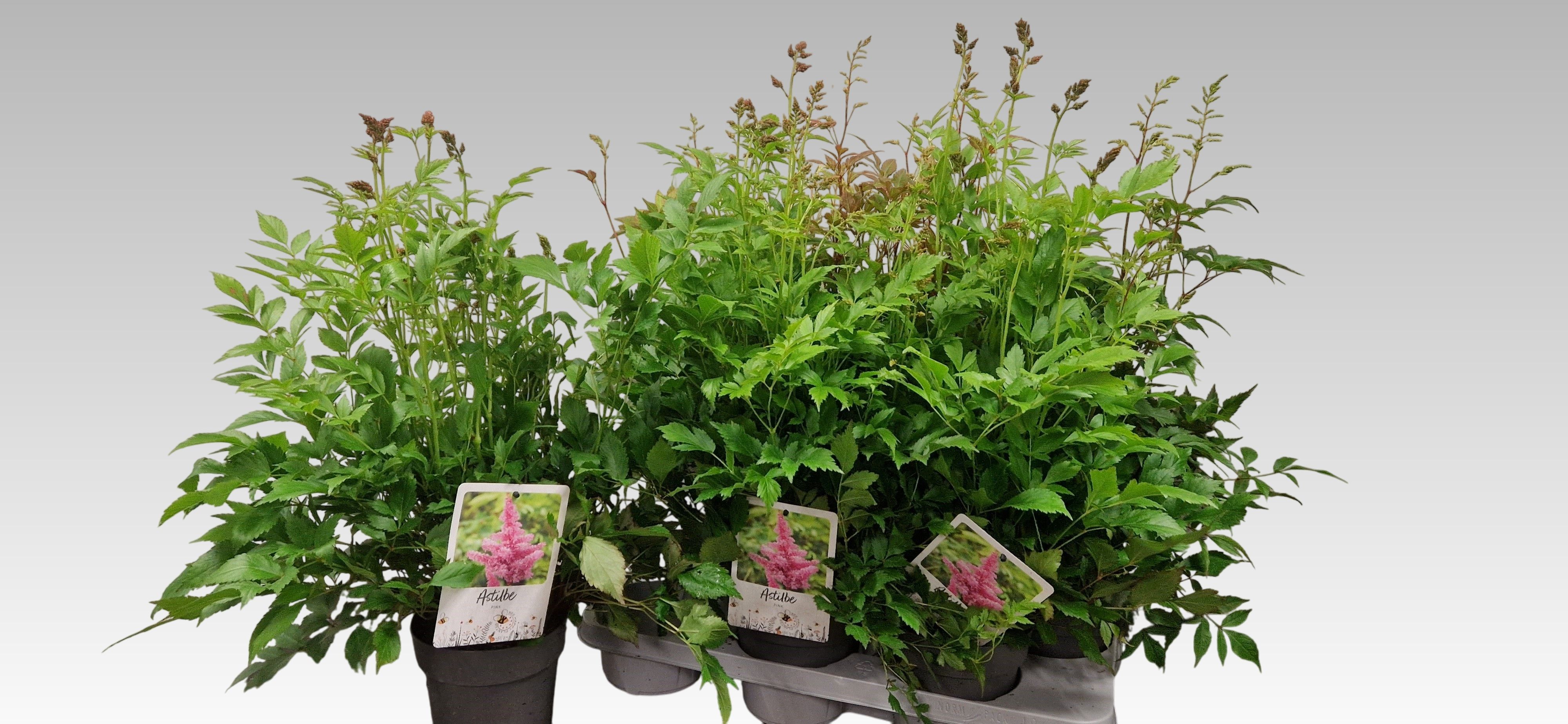 Горшечные цветы и растения оптом Astilb Gem 3 Kl от 6шт из Голландии с доставкой по России