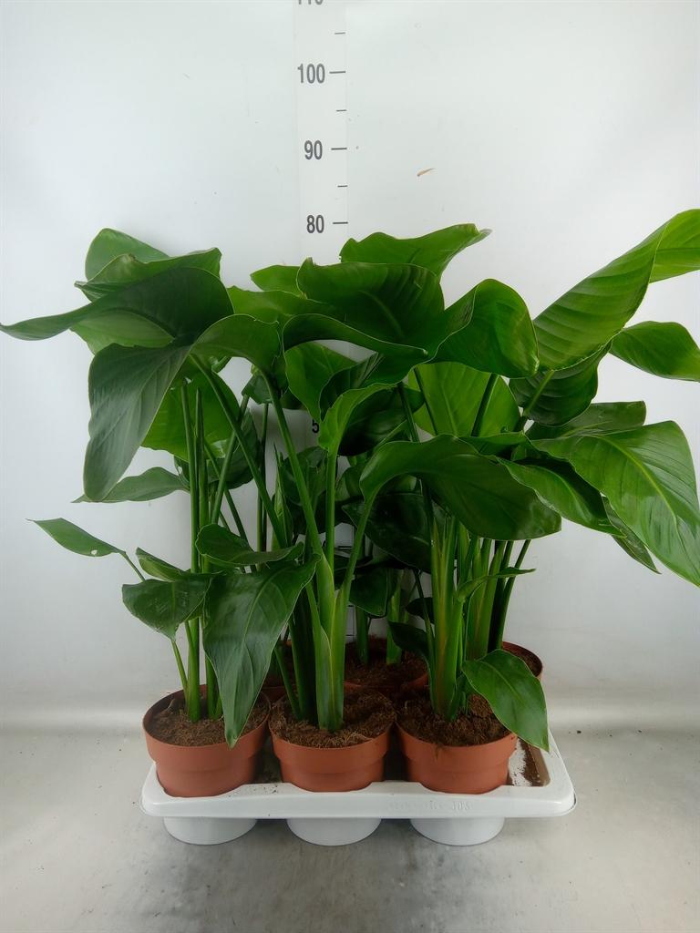 Горшечные цветы и растения оптом Strelitzia Nicolai от 6шт из Голландии с доставкой по России