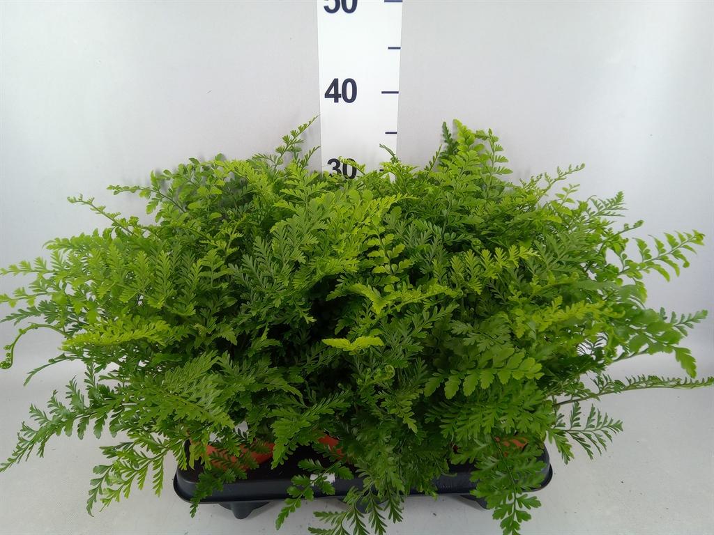 Горшечные цветы и растения оптом Asplenium parvati от 6шт из Голландии с доставкой по России