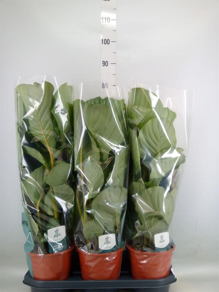 Горшечные цветы и растения оптом Calathea Orbifolia от 3шт из Голландии с доставкой по России