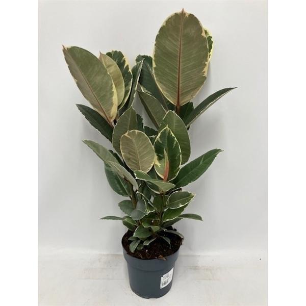 Горшечные цветы и растения оптом Ficus El Tineke 1pp от 6шт из Голландии с доставкой по России