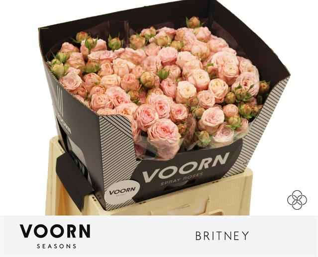 Срезанные цветы оптом Rosa sp britney от 15шт из Голландии с доставкой по России