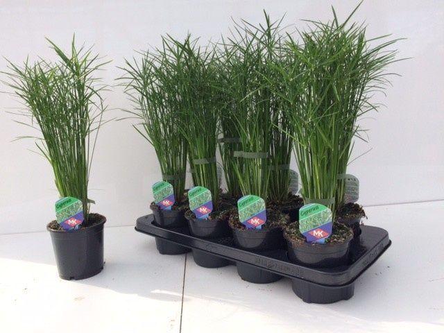 Горшечные цветы и растения оптом Cyper Jela от 8шт из Голландии с доставкой по России