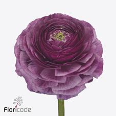 Срезанные цветы оптом Ranunculus success renoir от 50шт из Голландии с доставкой по России