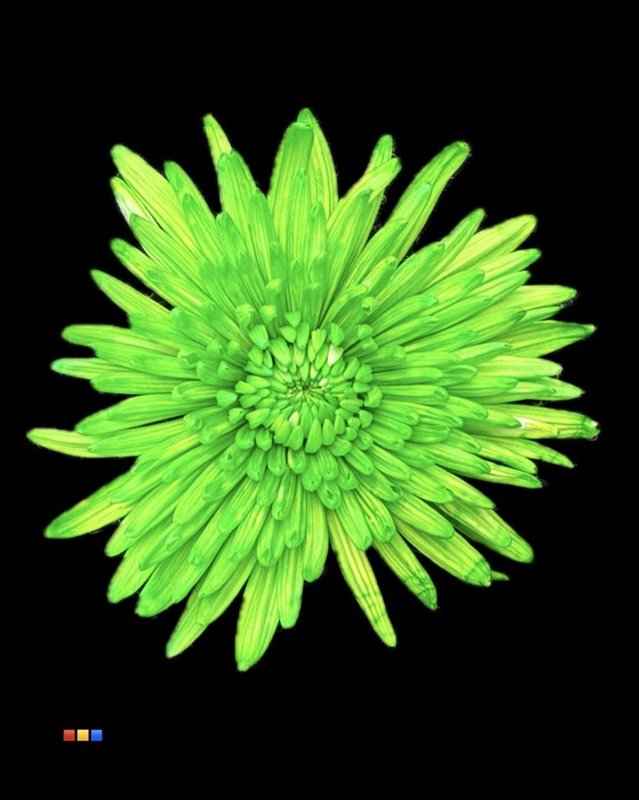 Срезанные цветы оптом Chrys bl paint topspin green от 60шт из Голландии с доставкой по России