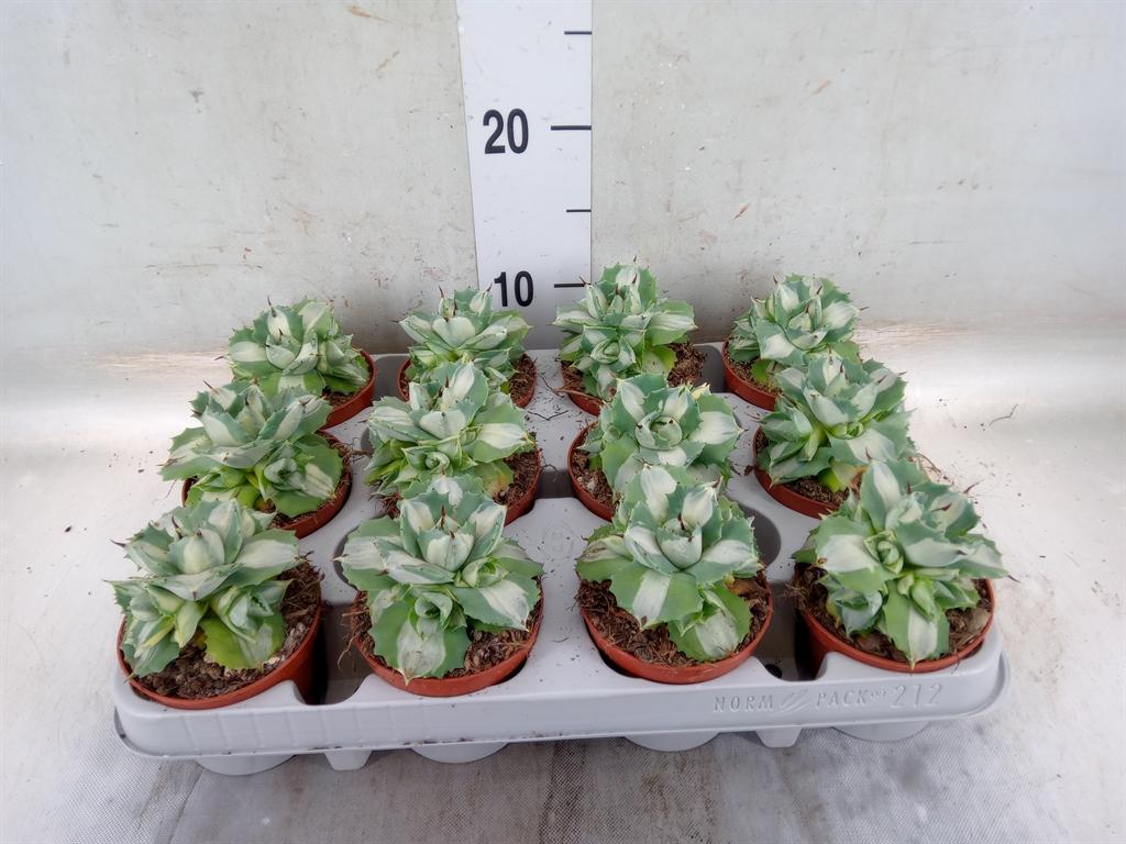 Горшечные цветы и растения оптом Agave ... от 12шт (для телеги) из Голландии с доставкой по России Горшечные цветы и растения оптом Agave ... от 12шт (для телеги) из Голландии с доставкой по России