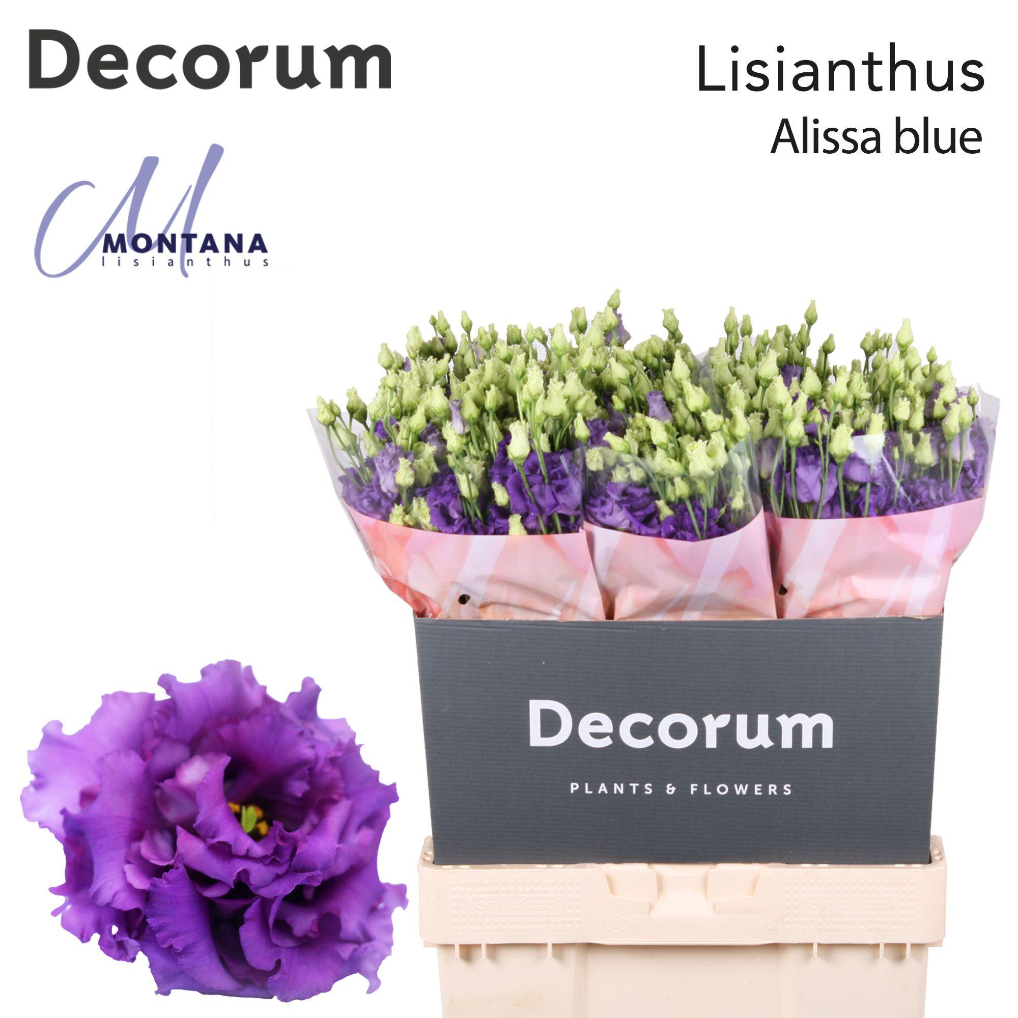 Срезанные цветы оптом Lisianthus do alissa blue от 60шт из Голландии с доставкой по России