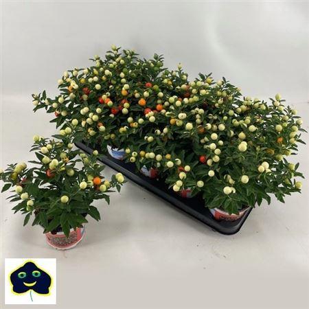 Горшечные цветы и растения оптом Solanum Pseudocapsicum от 10шт из Голландии с доставкой по России