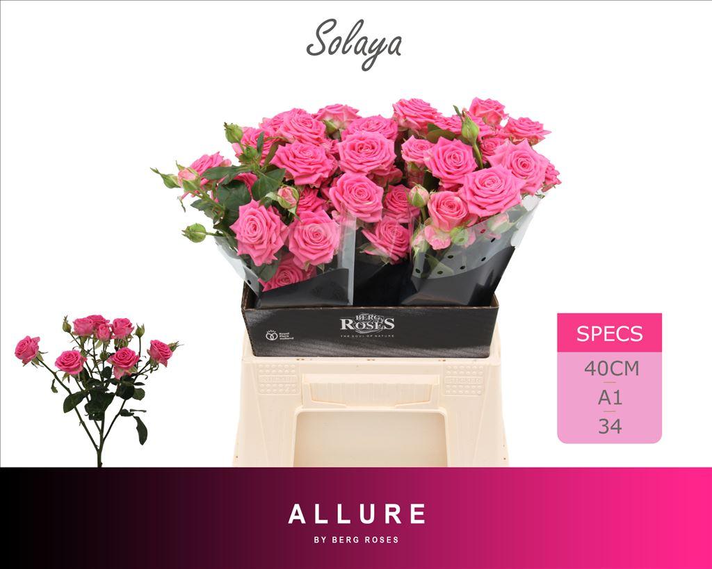 Срезанные цветы оптом Rosa spray solaya от 20шт из Голландии с доставкой по России