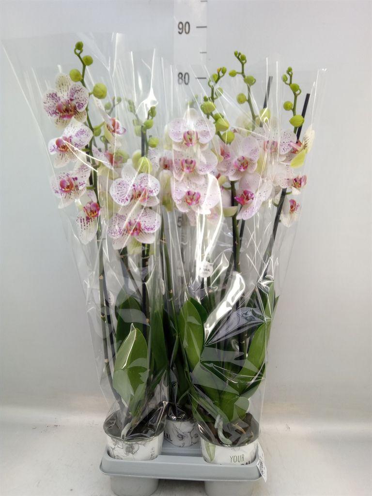 Горшечные цветы и растения оптом Phalaenopsis   ...mix от 5шт из Голландии с доставкой по России