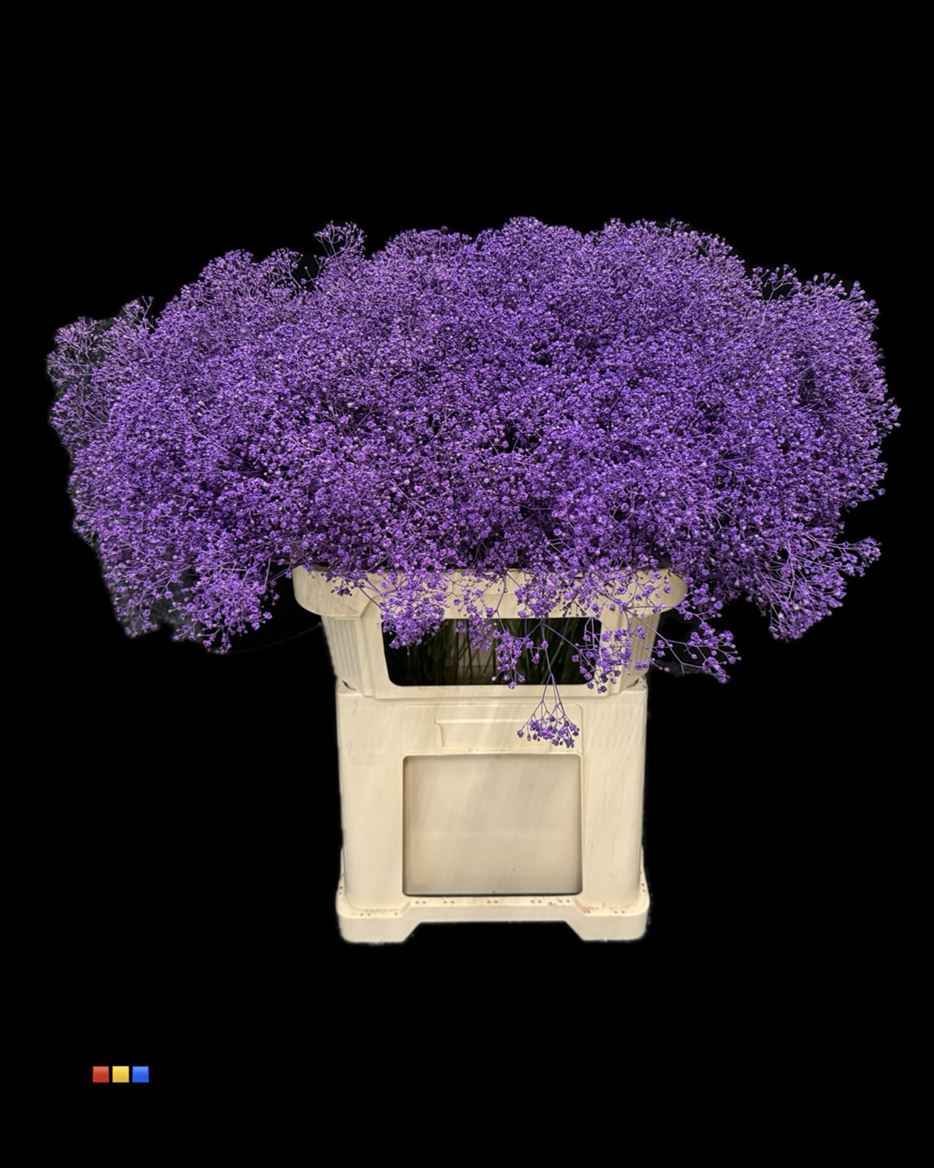 Срезанные цветы оптом Gyps fine paint lilac от 50шт из Голландии с доставкой по России