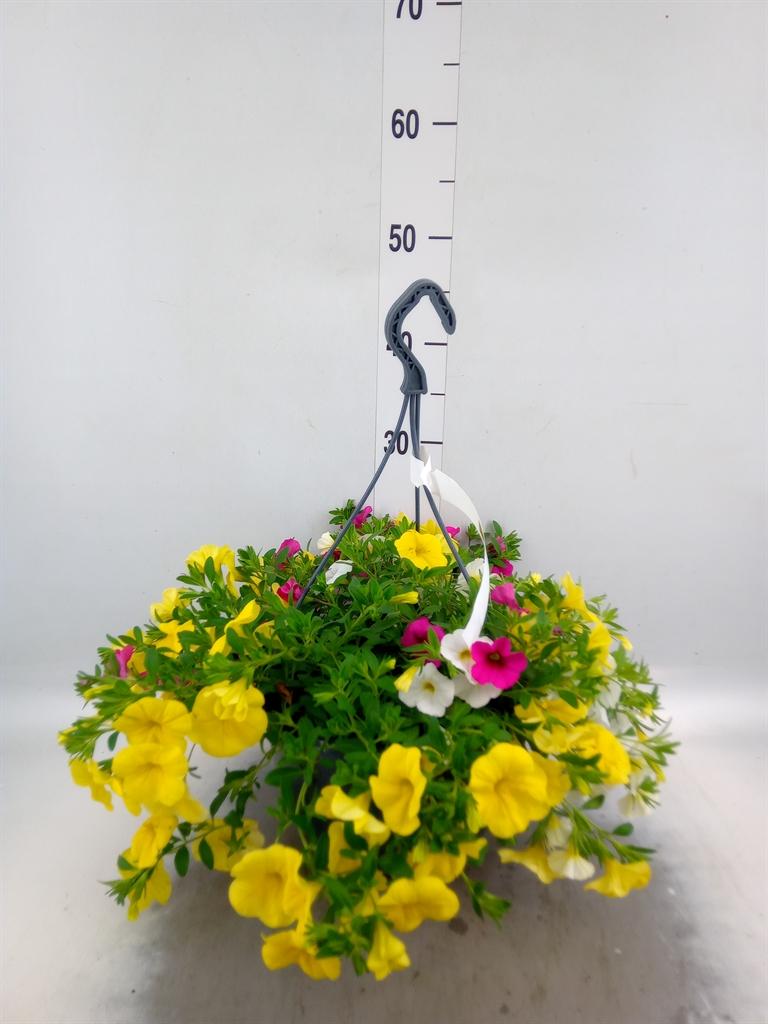 Горшечные цветы и растения оптом Calibrachoa   ...mix от 1шт из Голландии с доставкой по России