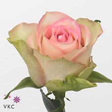 Срезанные цветы оптом Rosa large lovely jewel от 80шт. из Голландии с доставкой по России