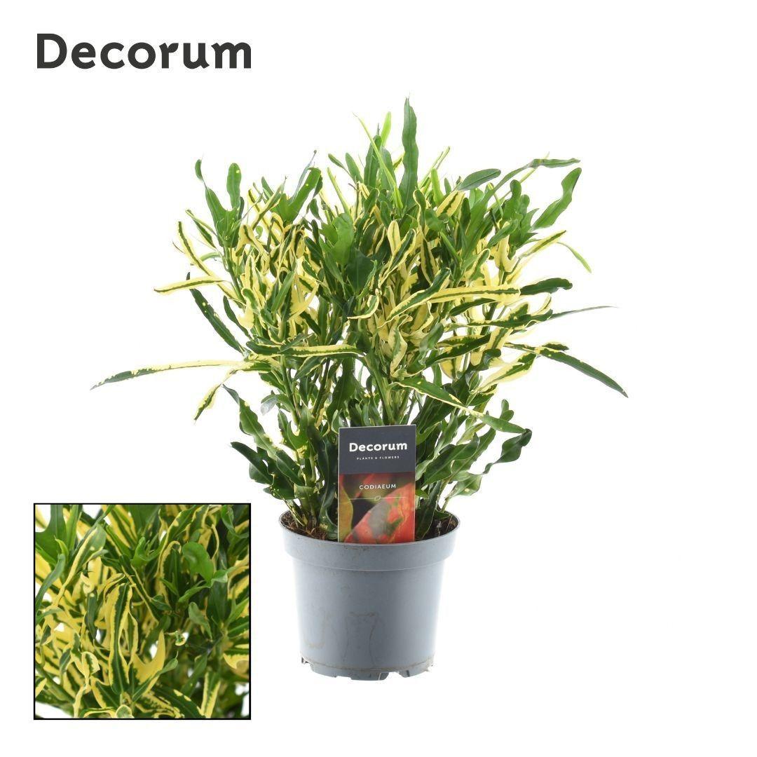 Горшечные цветы и растения оптом Croton Pigtail 3pp Head от 10шт из Голландии с доставкой по России