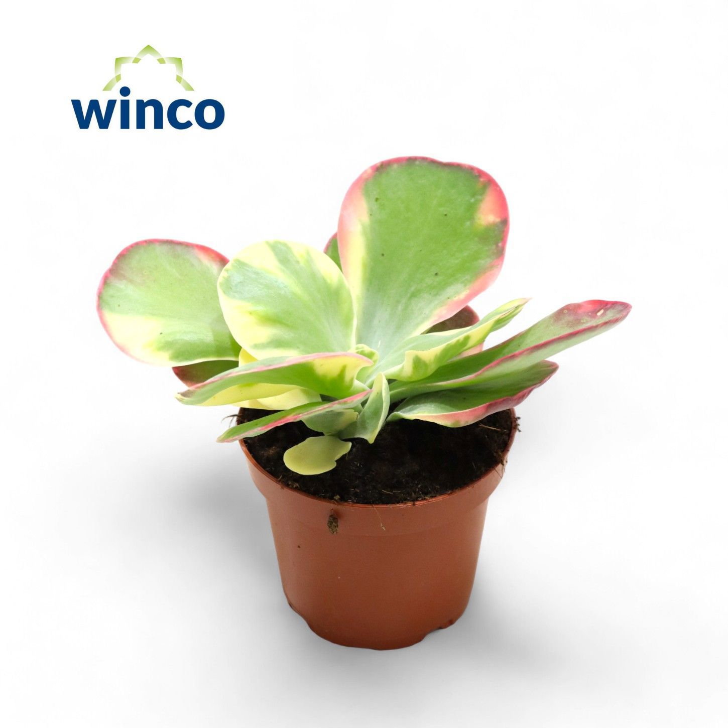 Горшечные цветы и растения оптом Kalanchoe Thyrsiflora Variegata от 9шт из Голландии с доставкой по России