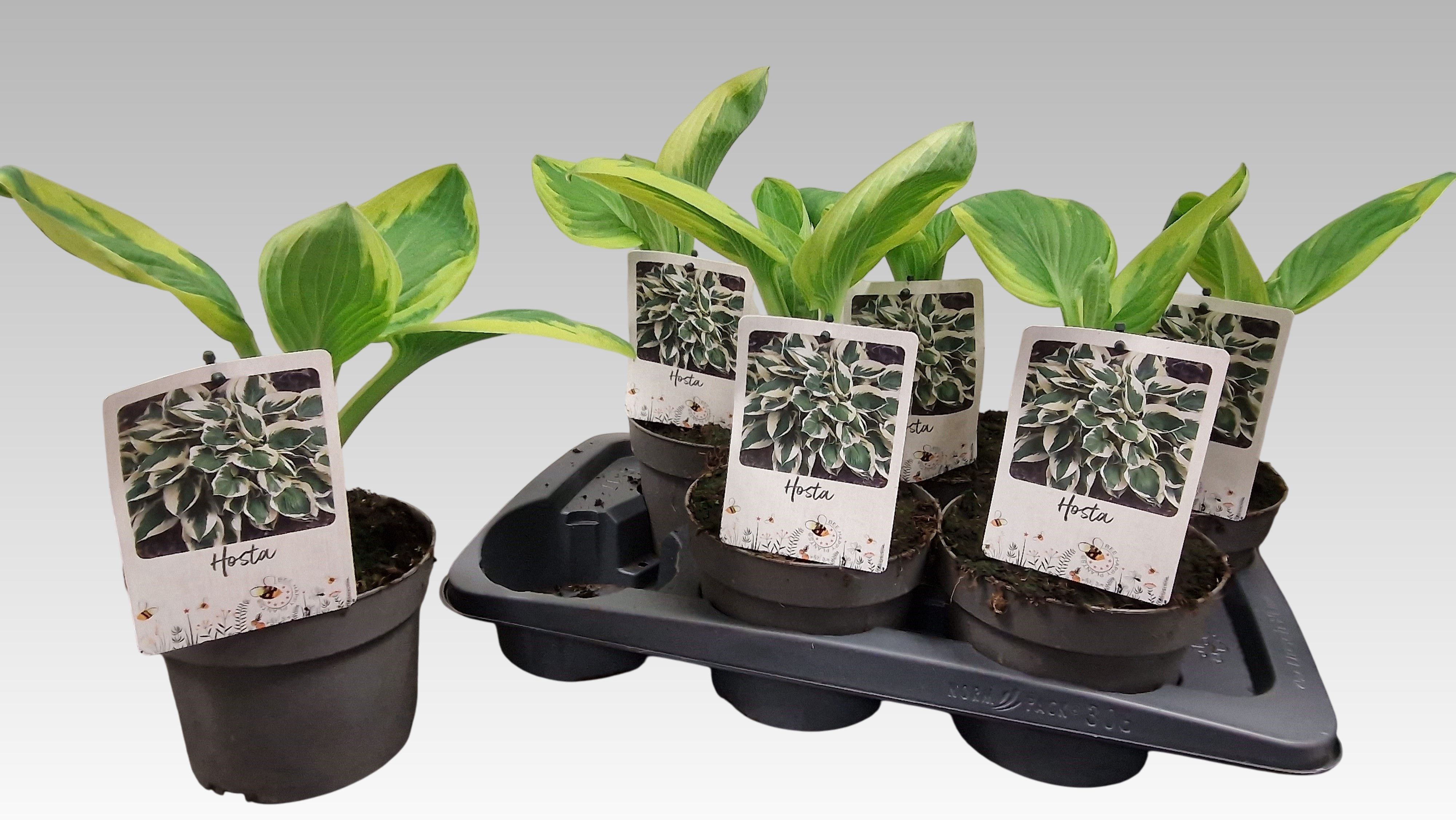 Горшечные цветы и растения оптом Host Sieboldii от 6шт из Голландии с доставкой по России