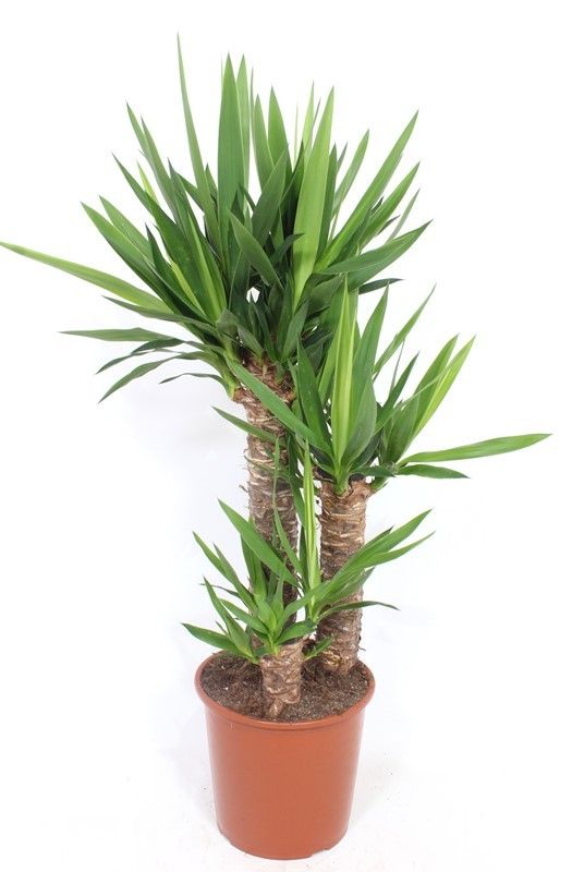 Горшечные цветы и растения оптом Yucca 60-40-20 от 1шт из Голландии с доставкой по России
