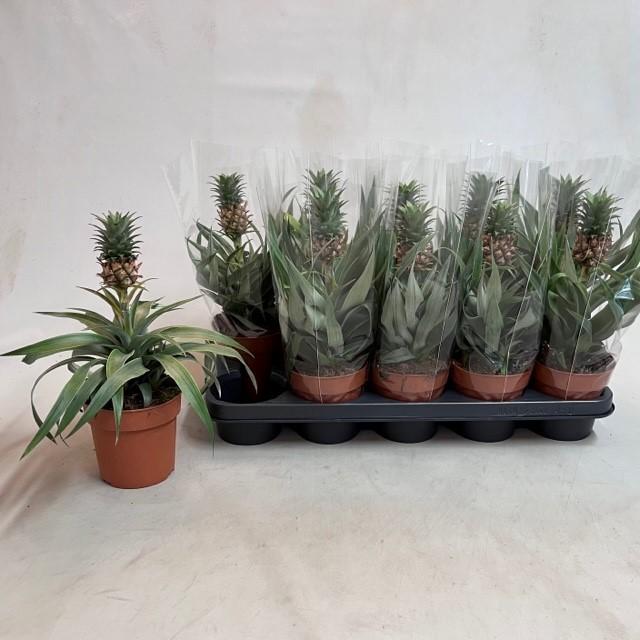 Горшечные цветы и растения оптом Ananas Mi Amigo от 10шт из Голландии с доставкой по России