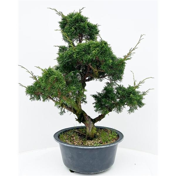 Горшечные цветы и растения оптом Bonsai Juniperus Chinensis от 1шт из Голландии с доставкой по России