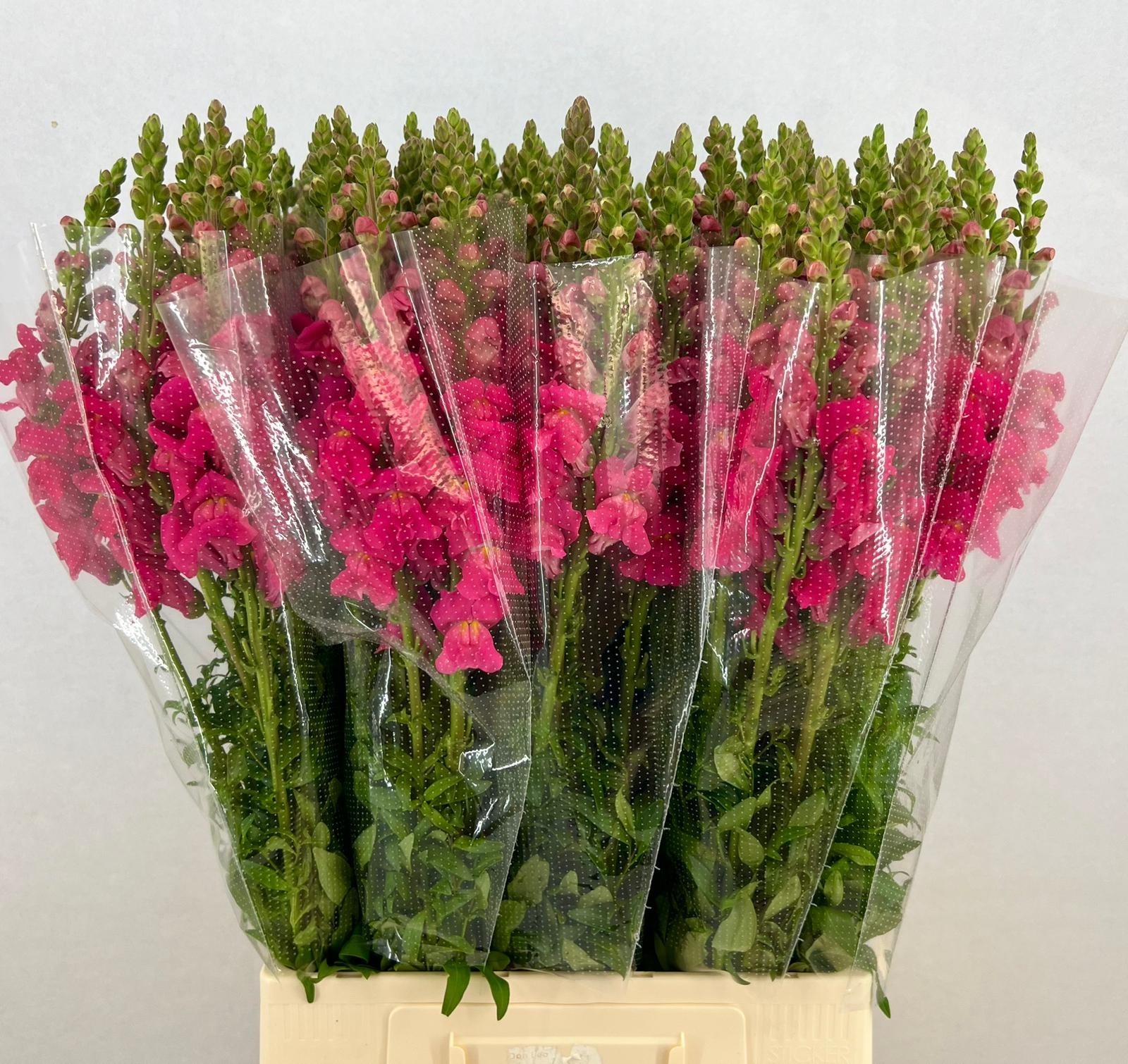 Срезанные цветы оптом Antirrhinum fuchsia от 50шт из Голландии с доставкой по России